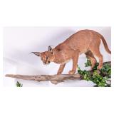 Full Body Caracal Taxidermy Wall Mount on a Drift