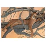 Resting Caracal Full Body Taxidermy Wall Mount on