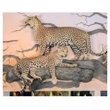 Magnificent Pair of Leopard Full Body Taxidermy Wa