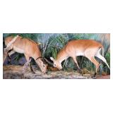 Battling Red Lechwe Full Body Taxidermy Mount No B