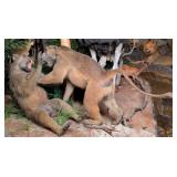 Pair of Fighting Baboons Full Body Taxidermy Mount