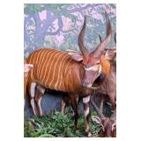 EXTREMELY RARE Eastern Mountain Bongo Full Body Ta