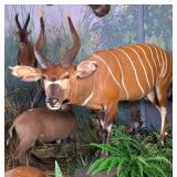 African Bongo Full Body Taxidermy Mount on Habitat