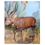Sitatunga in Water Full Body Taxidermy Mount on Ha