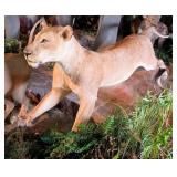 RARE Jumping African Lioness Full Body Taxidermy M