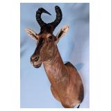 Red Hartebeest Shoulder Mount Taxidermy