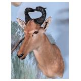 Lichtenstein Hartebeest Shoulder Mount Taxidermy