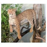 Leopard Full Body Taxidermy Mount w/ Faux Tree Bas
