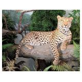 Leopard Full Body Taxidermy Mount w/ Faux Tree Bas