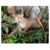 Leopard Full Body Taxidermy Wall Mount on Habitat