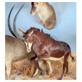 HUGE Sable Antelope Full Body Taxidermy Mount No B