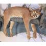Resting Caracal Full Body Taxidermy Wall Mount on
