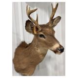 7-Point Whitetail Deer Shoulder Mount Taxidermy
