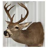 8-Point Whitetail Deer Shoulder Mount Taxidermy