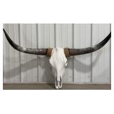 48" Texas Longhorn Steer Skull & Horns