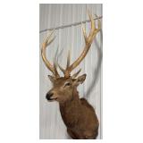 5x6 Bull Elk Shoulder Mount Taxidermy
