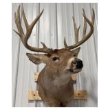 15 Pt. Whitetail Deer Shoulder Mount