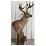 15 Pt. Whitetail Deer Shoulder Mount