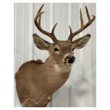 8 Pt. Whitetail Deer Shoulder Mount