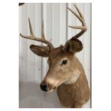 6-Point Whitetail Deer Shoulder Mount Taxidermy