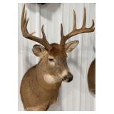 10-Point Whitetail Deer Shoulder Mount Taxidermy