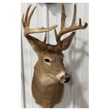 10-Point Whitetail Deer Shoulder Mount Taxidermy