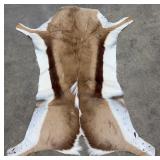 Tanned African Springbok Taxidermy Hide