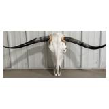 44" Longhorn Skull & Horns