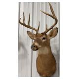 8-Point Whitetail Deer Shoulder Mount Taxidermy
