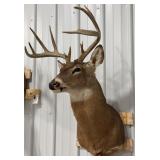 11-Point Whitetail Deer Shoulder Mount Taxidermy