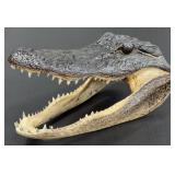 Alligator Head Mount