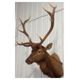 5x6 Elk Shoulder Mount