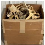 36 lbs. Deer Antler Sheds