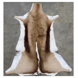 Tanned African Springbok Taxidermy Hide