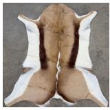 Tanned African Springbok Taxidermy Hide