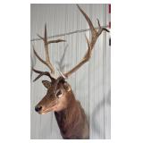 6x6 Elk Shoulder Mount