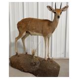 African Oribi Full Body Taxidermy Mount on Base.