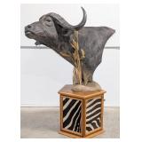 Large Cape Buffalo Pedestal Shoulder Mount