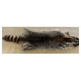 37" Raccoon Hide