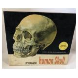 (EE) Vintage glow in the dark anatomically correct