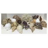 (AK) Lot of Seashells