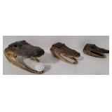 (AN)  Alligator heads (3)