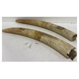 (I) 2 Horns or Tusks