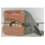 (E) Columbia Dentoform Corp Dental Typodont Model