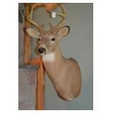 Nice 6 Point White Tail Deer Shoulder Mount