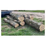 (7) Fresh cut maple saw logs, row:8