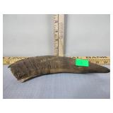 Animal horn