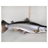 Salmon tacxidermy mount 40" long