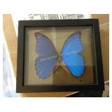 Framed Butterfly