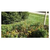 Assorted tomato cages